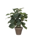 Plante artificielle Mica Piléa Pot plastique Ø11,5cm 35x25cm